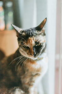 Close-up of a cat