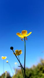 Close-up of yellow flowering plant against blue sky