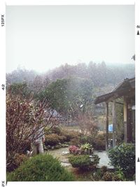 View of plants and trees