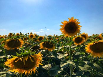 Close-up of yellow flowering plant on field