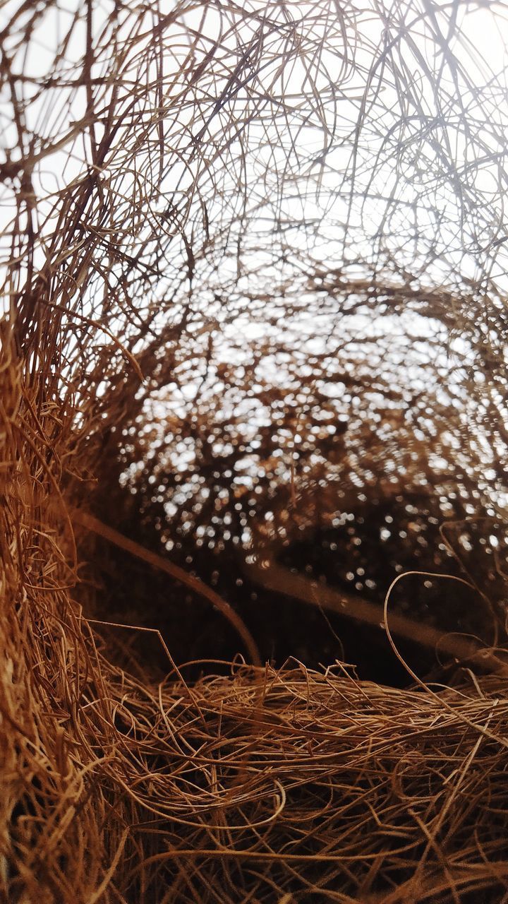 CLOSE-UP OF DRY PLANTS ON FIELD