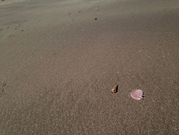 High angle view of birds on sand at beach