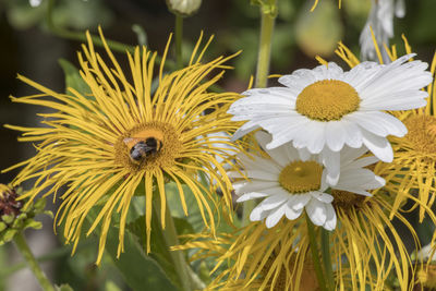 Close-up of bee on yellow flower