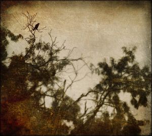 Silhouette bird flying over bare trees against sky