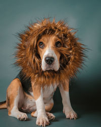 Beagle portrait looking like a lioness