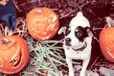 Close-up portrait of a dog