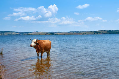 Cow refreshing in a lake on a hot summer day