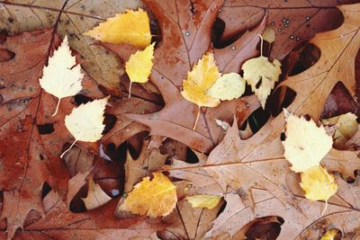 Close-up of dry leaves on ground