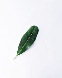 High angle view of leaf against white background