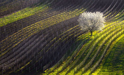 Full frame shot of vineyard