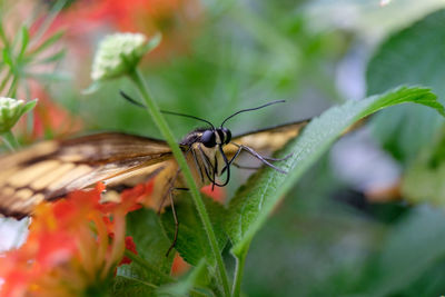 Close-up of insect on leaf