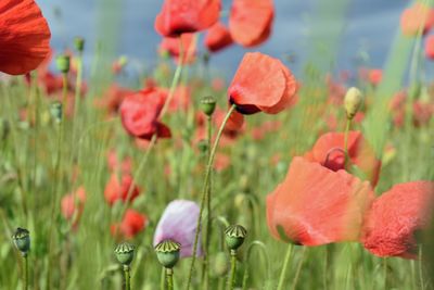 Close-up of red poppy flowers in field