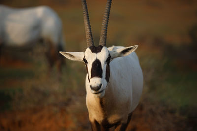 Portrait of deer standing on field