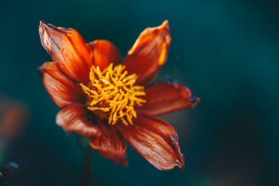 Close-up of orange flower