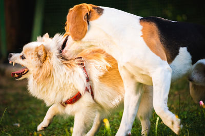 View of two dogs on field