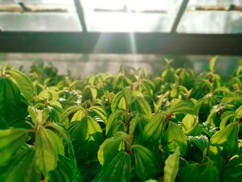 Close-up of plants growing in greenhouse