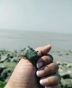 Cropped hand holding leaf over sea against sky