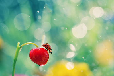 Close-up of red berries growing on plant