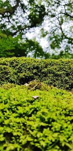 Plants growing on land