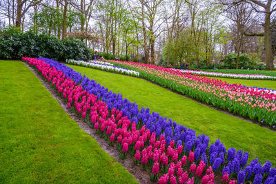 Purple flowering plants in park