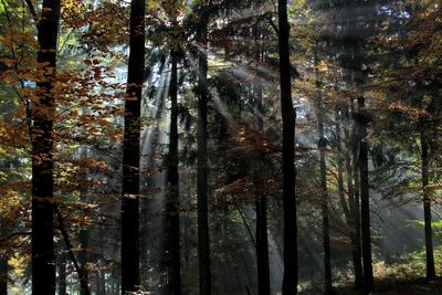 Low angle view of trees in forest