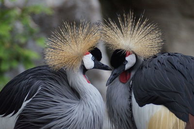 Close-up of grey crowned cranes