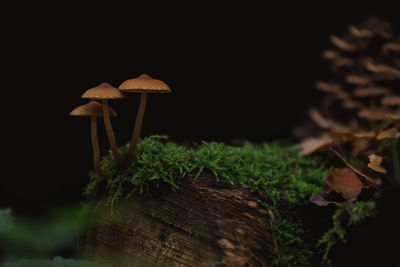 Close-up of mushrooms growing on wood