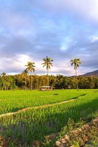 Scenic view of agricultural field against sky