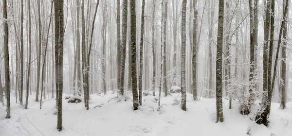 Snow covered pine trees in forest