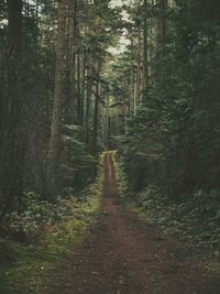 Footpath passing through forest