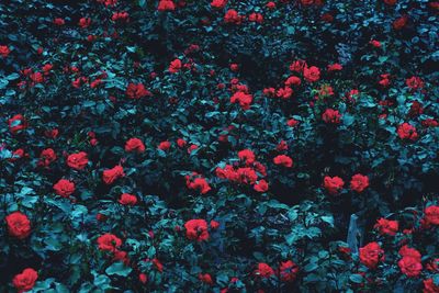 Full frame shot of red flowers