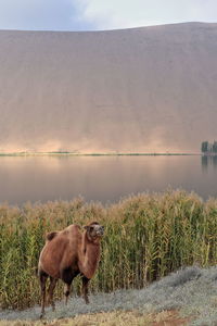 1146 bactrian camel-east bank of sumu barun jaran lake. badain jaran desert-inner mongolia-china.