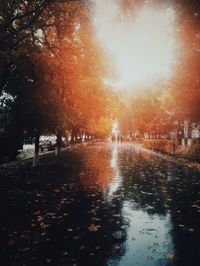 Wet trees against sky during sunset