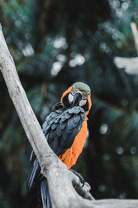 Bird perching on a branch