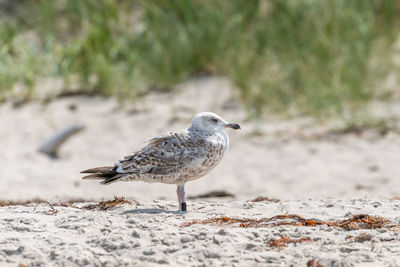 Young seagull is standing in the sand on a dune with blurred background