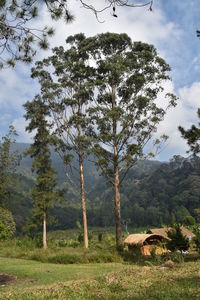 Trees on field against sky