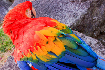 Close-up of vivid parrot perching on rock