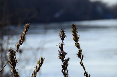 Close-up of plant growing outdoors