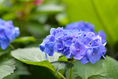 Close-up of purple hydrangea blue flower