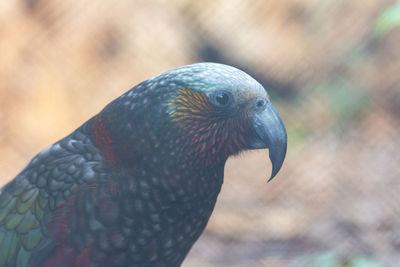 Close up of a kea