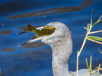 Close-up of heron with fish