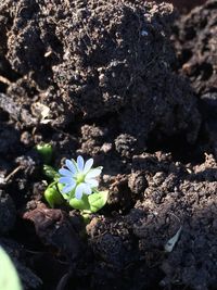 Close-up of flowers blooming outdoors