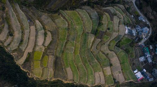Full frame shot of tree trunk