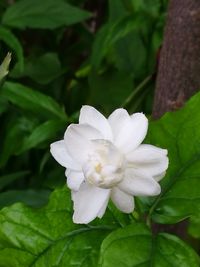 Close-up of white flower blooming outdoors