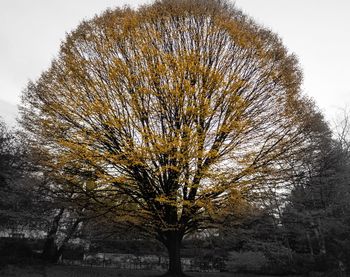 Close-up of tree against sky