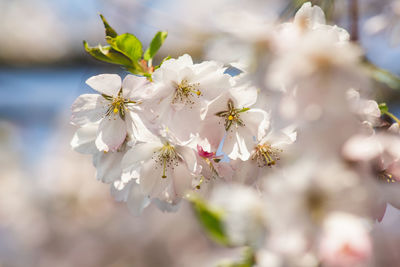 Close-up of white cherry blossoms