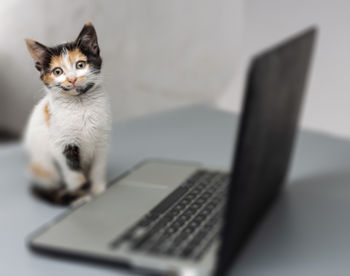 Cat sitting on desk in front of a laptop 