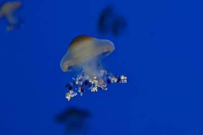 Close-up of coral underwater