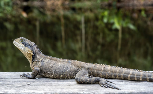 Close-up of a lizard on rock