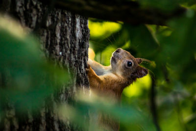 Close-up of squirrel on tree trunk